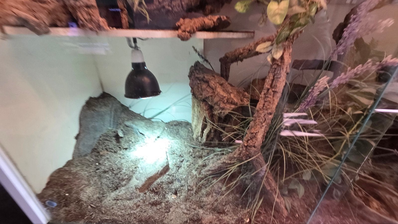 Varanus Acanthurus  5x inclusief Terrarium Monitor Lizard photo 18