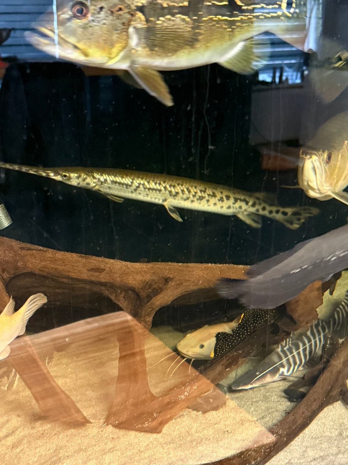 Longnose gar 60 cm en florida gar 40 cm, Dieren en Toebehoren, Vis