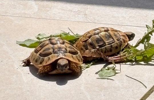 2 griekse landschildpadden 2024 Tortoise - unknown for sale from vanvalen