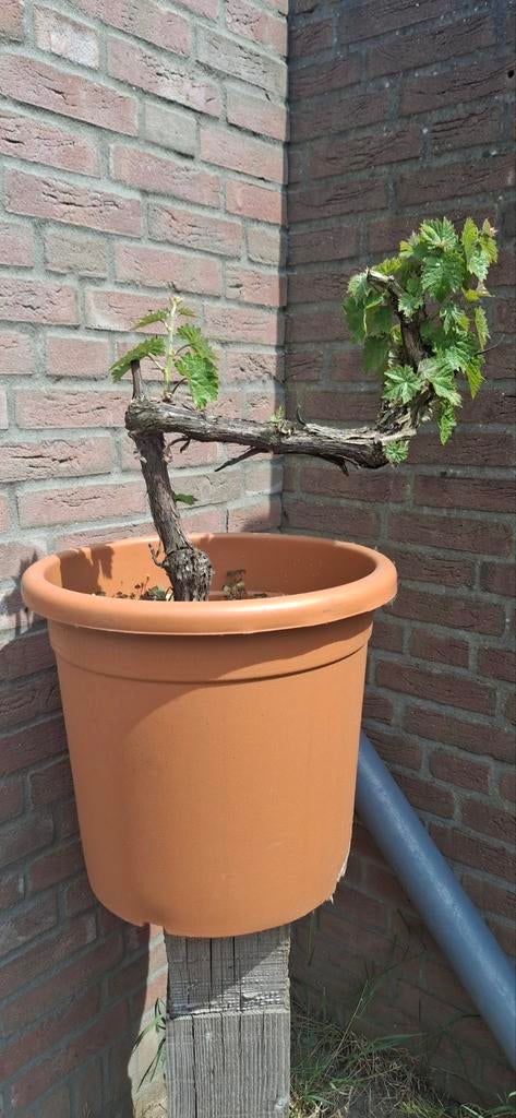 Druivenrank rode druiven, Ophalen, Minder dan 100 cm, Overige soorten, In pot