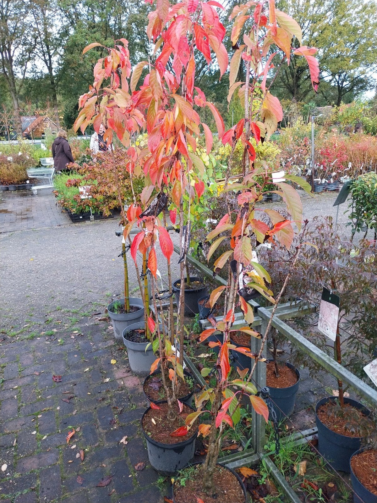 Prunus Amanogawa - Japanse Sierkers, Lente, 100 tot 250 cm, Zuilboom, Ophalen