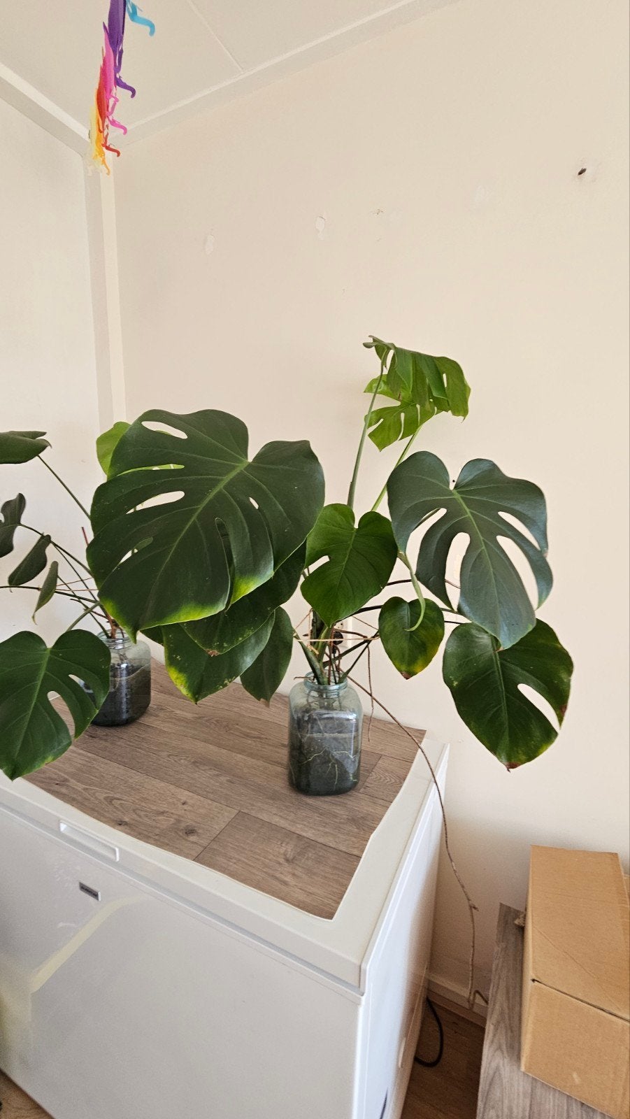 Monstera Deliciosa - Gatenplant, Ophalen, Overige soorten, Volle zon