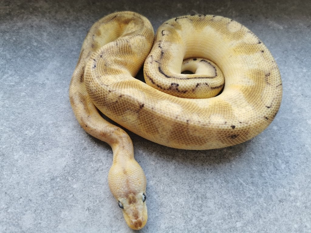 0.1 Champagne Enchi Pastel Koningspython Ball Python photo 2