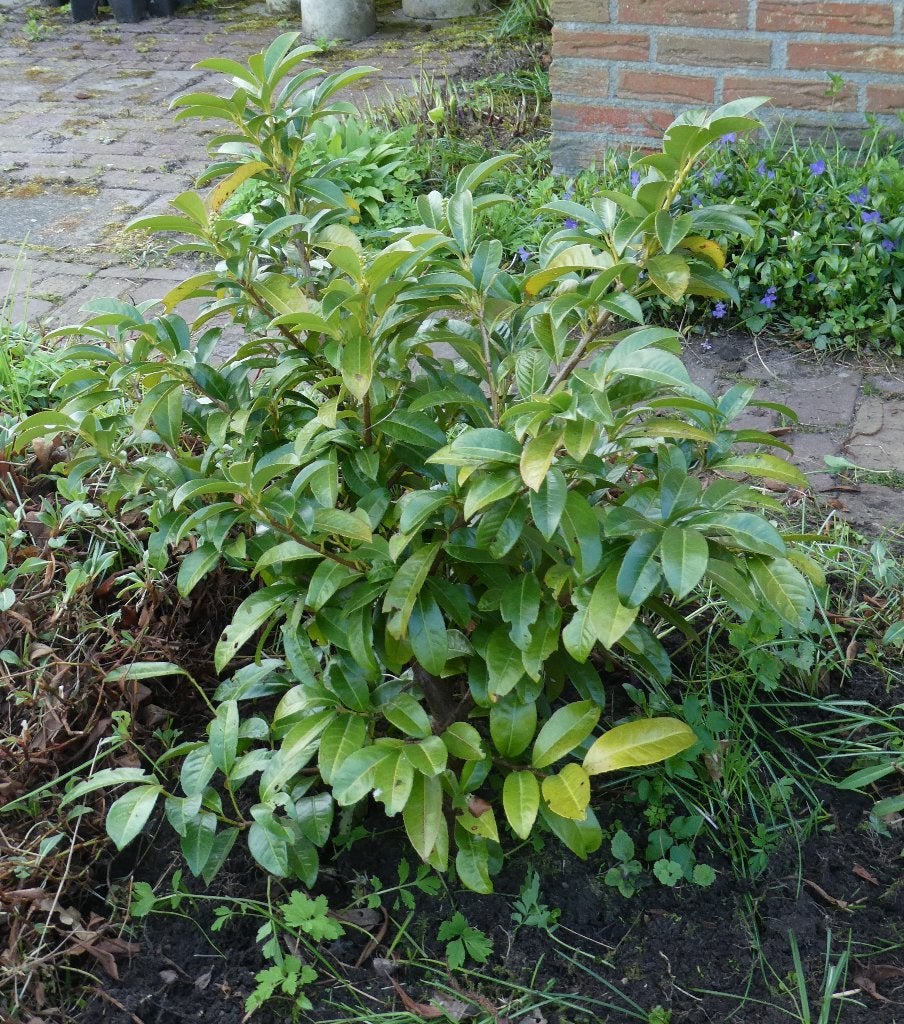 Laurier (Prunus laurocerasus), Ophalen, Laurier, Struik, Minder dan 100 cm