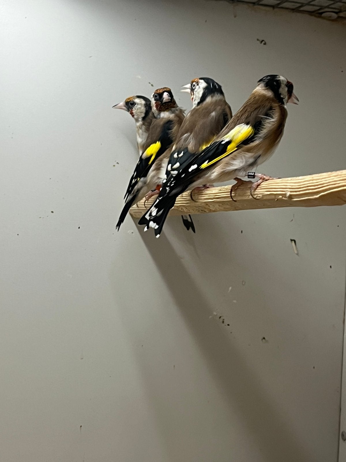 3-3 Bloemputter, Dieren en Toebehoren, Meerdere dieren, Wildzangvogel, Geringd