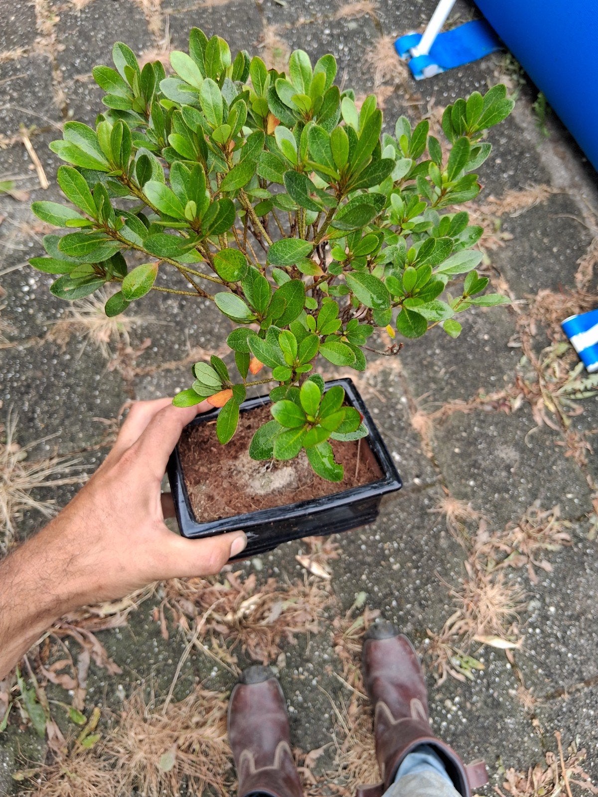Bonsai azalea, Ophalen, Bloeit niet, Halfschaduw, Overige soorten
