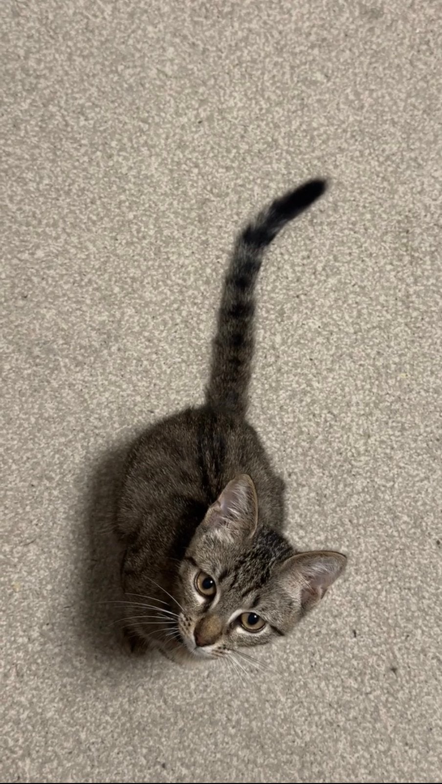 Cat, 0 tot 2 jaar