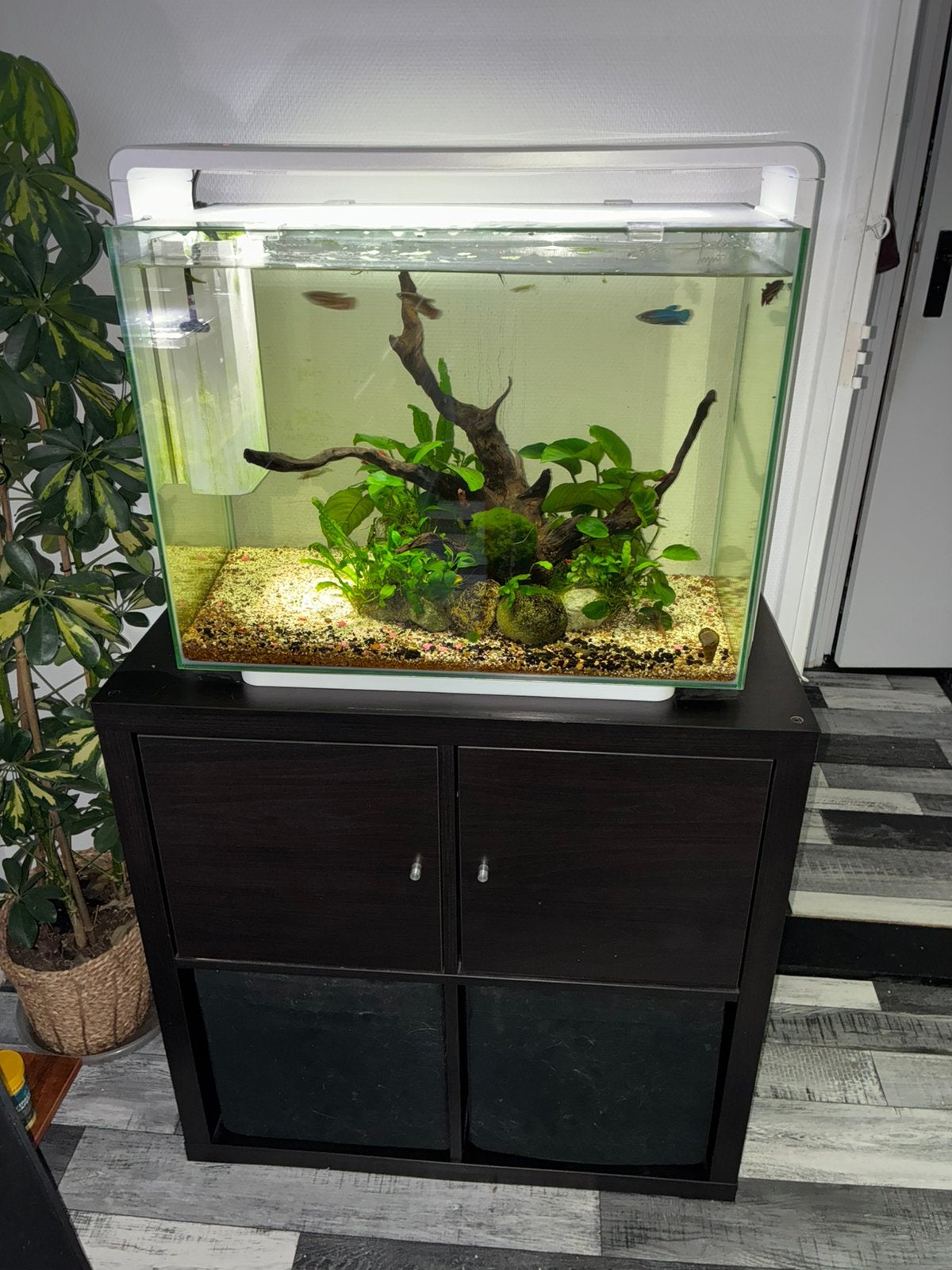 Superfish 80 liter met kast, vissen en toebehoren, Ophalen, Zo goed als nieuw, Gevuld zoetwateraquarium