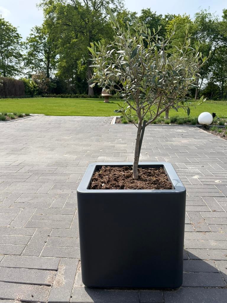 Elho plantenbak incl. olijfboompje, Ophalen, Gebruikt, Kunststof, Binnen