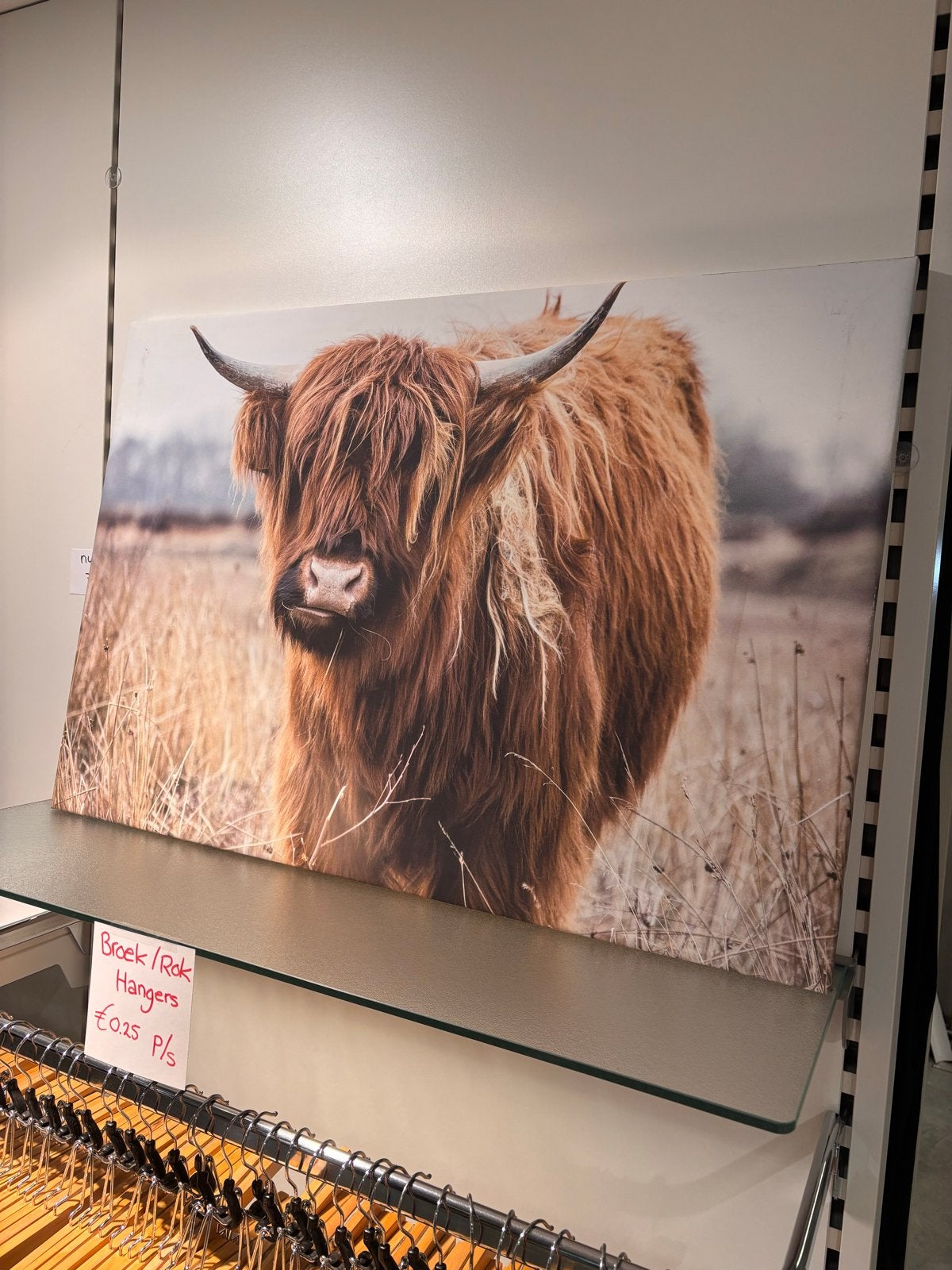 Canvas doek buffel 93x64cm, Ophalen, 50 – 75, Gebruikt, Print