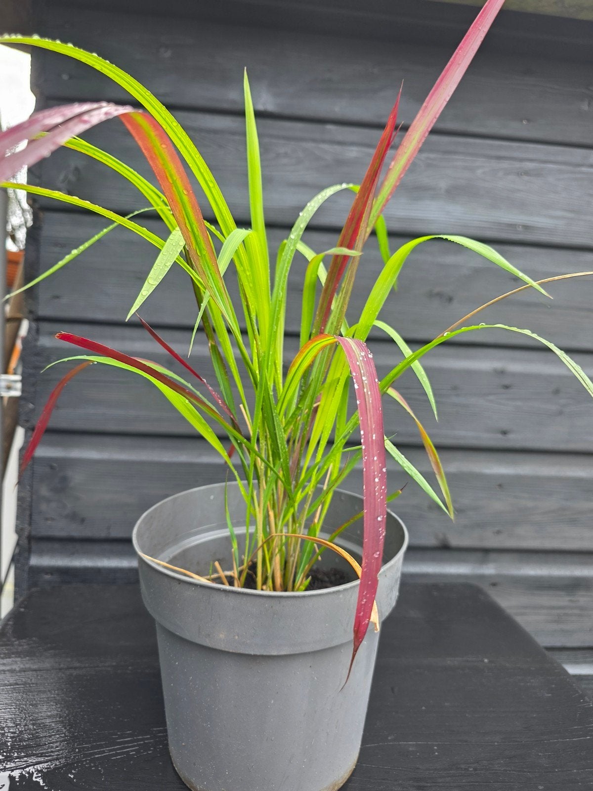 Japans bloedgras, Tuin en Terras, Planten | Tuinplanten, Ophalen of Verzenden, Overige soorten, Volle zon