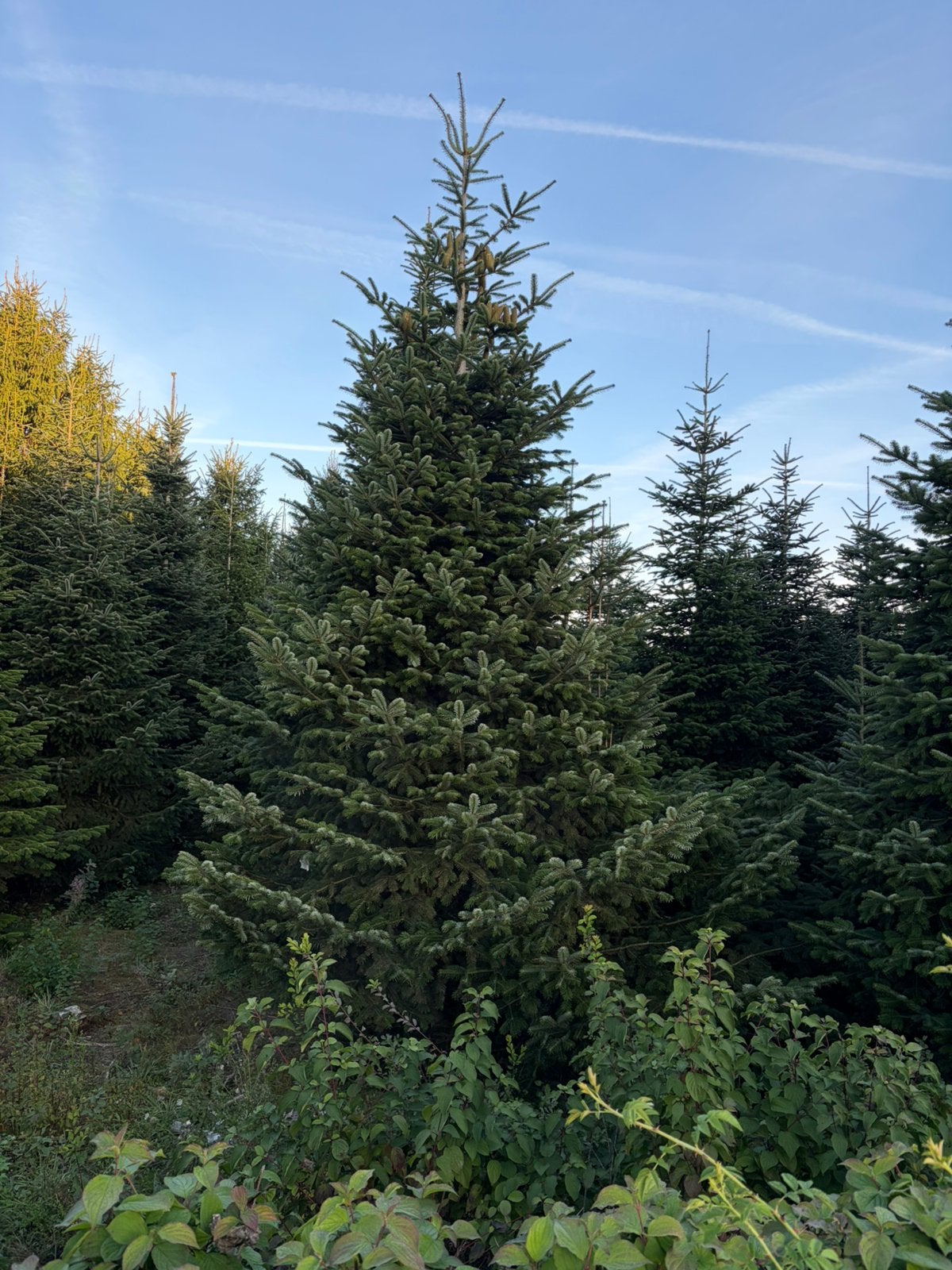 grote nordmann kerstbomen kerstboom (particuliere prijzen), Ophalen, Zomer, Volle zon, Overige soorten