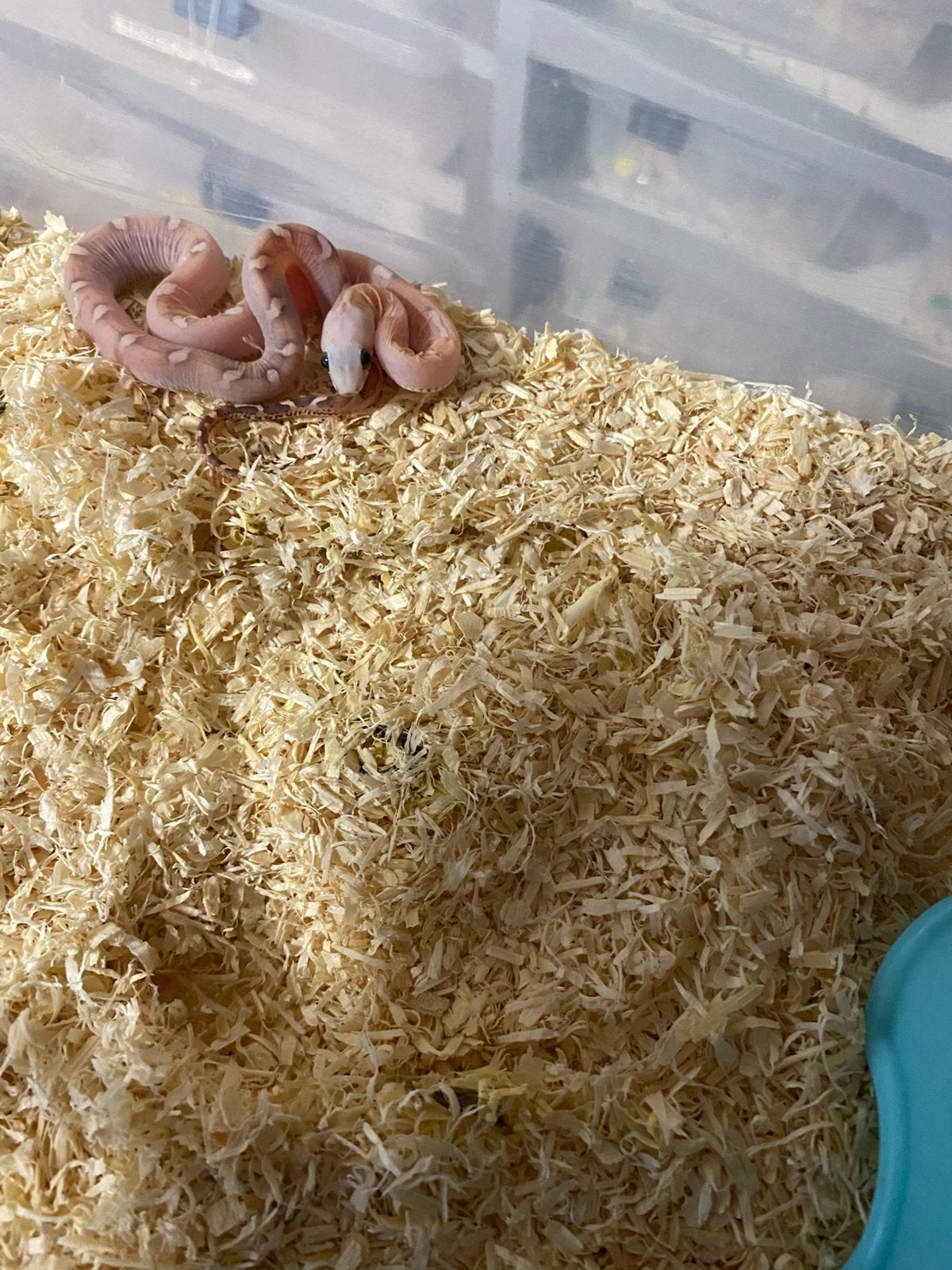 Haakneuzen en korenslangen Corn Snake photo 4