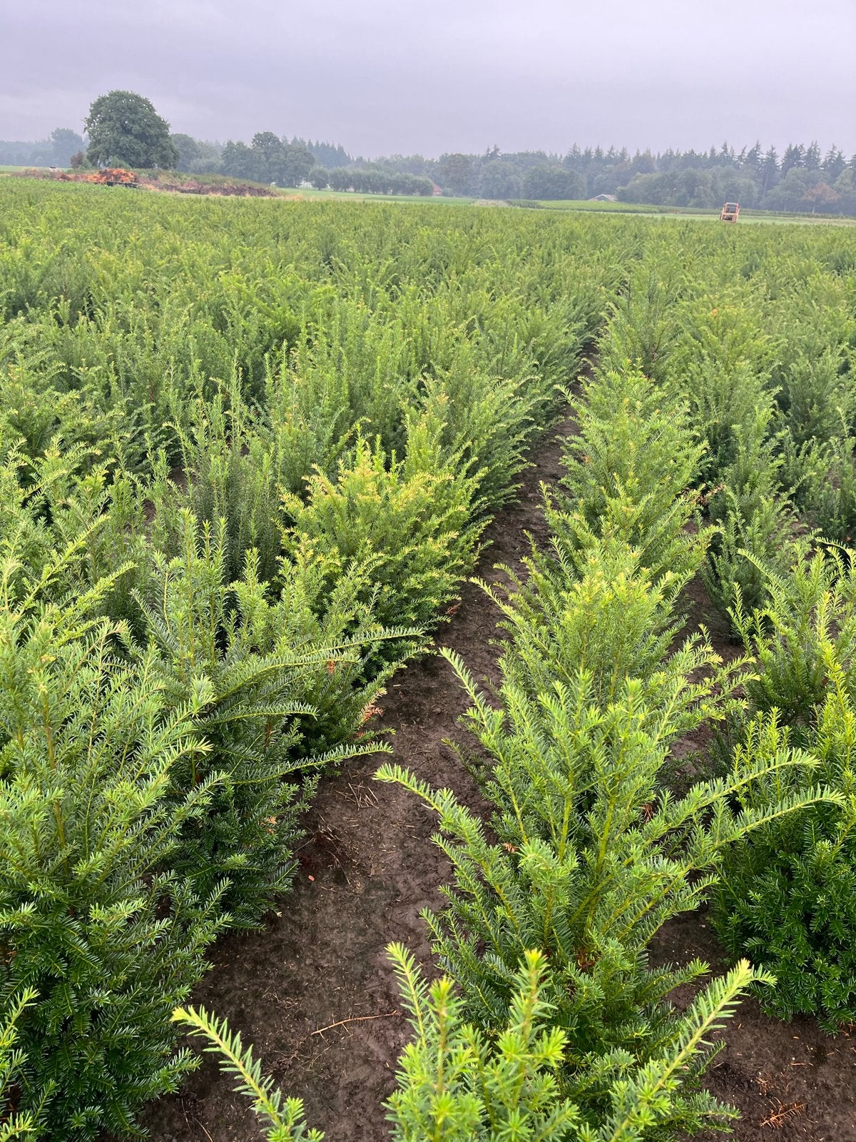 Taxus Baccata - Haagplanten voor een Groene Tuin, Vaste plant, Bloeit niet, Halfschaduw, Ophalen