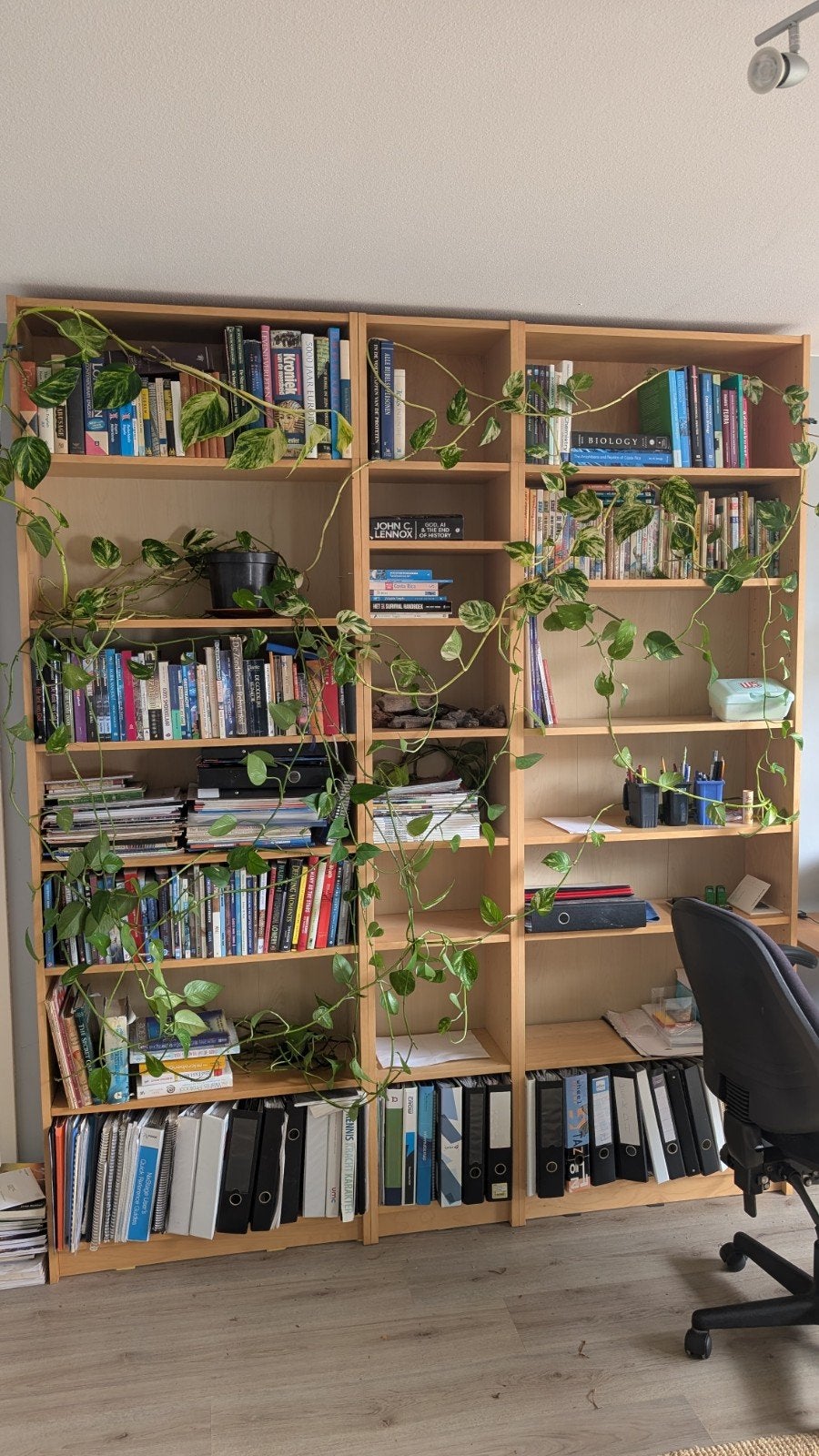 Grote Pothos (Epipremnum Aureum) in pot, Huis en Inrichting, Kamerplanten, Ophalen, 200 cm of meer, Overige soorten, Halfschaduw