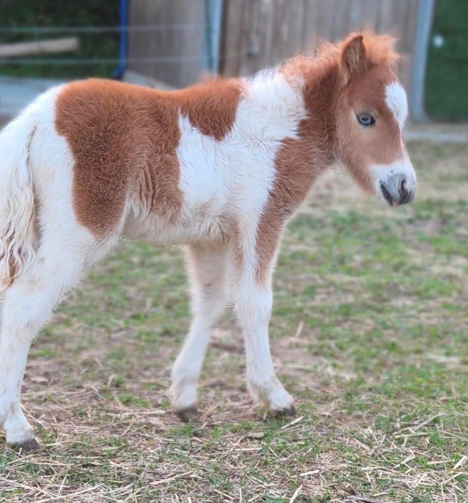Shetlander x mini hengst veulen blauwe ogen vosbont erg lief, Dieren en Toebehoren, Pony's, Hengst, 0 tot 2 jaar