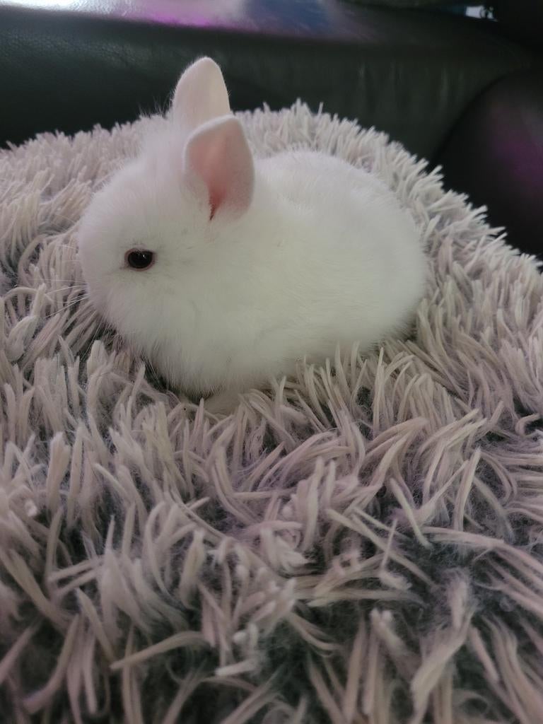 2 leeuwenkop konijntjes, Dieren en Toebehoren, Konijnen, Meerdere dieren