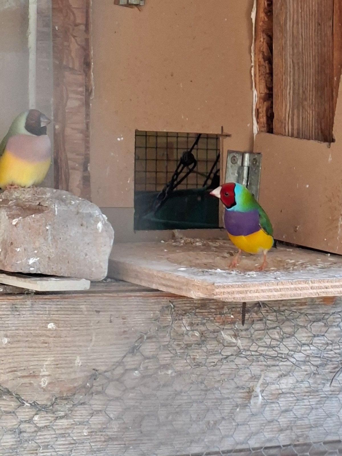 gouldamadines 2 mannen split voor blauw, Mannelijk, Tropenvogel, Geringd