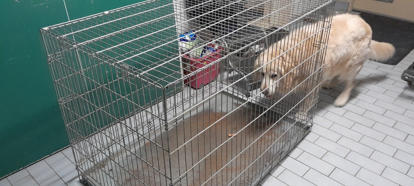 grote honden bench xxl. (121 bij 76 bij 85), Dieren en Toebehoren, Ophalen of Verzenden