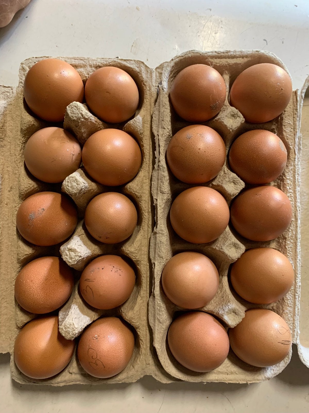 Isa Brown broedeieren, Dieren en Toebehoren, Pluimvee, Geslacht onbekend, Kip
