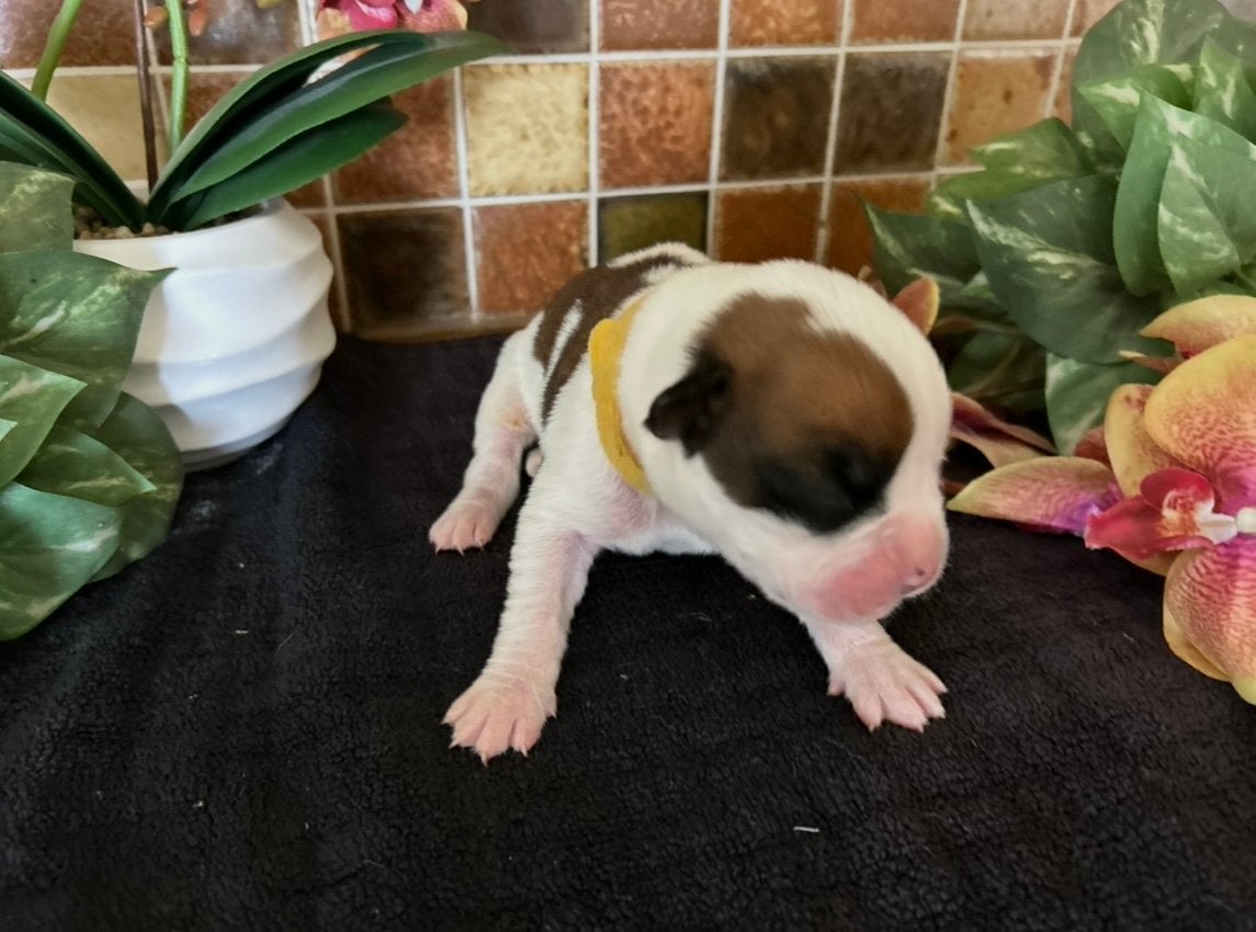 10 unieke  huiselijke  boxer pups  puppys !, Parvo, België, Particulier, 8 tot 15 weken