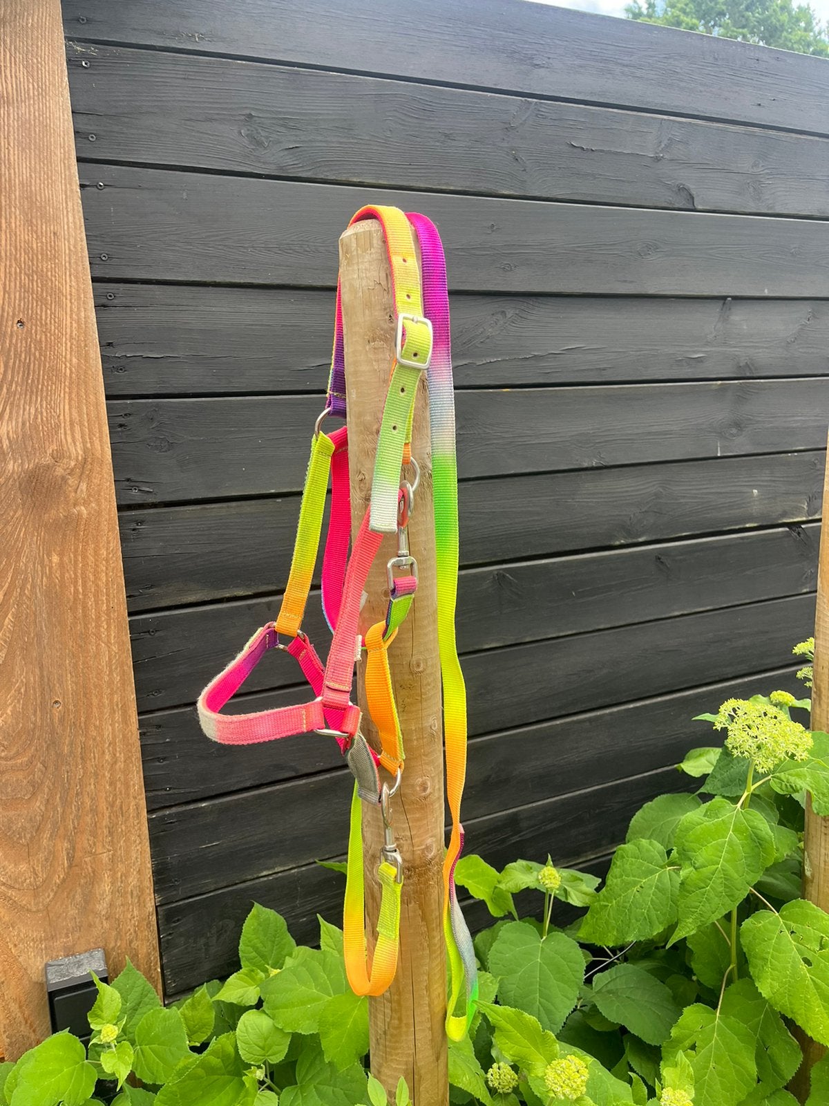 Halster+touw maat pony, Ophalen of Verzenden, Overige soorten