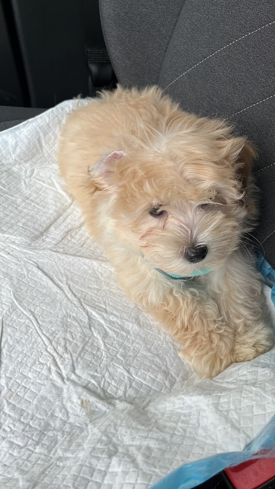 Maltipoo pup te koop, Dieren en Toebehoren, 15 weken tot 1 jaar, Parvo, Eén hond, Nederland