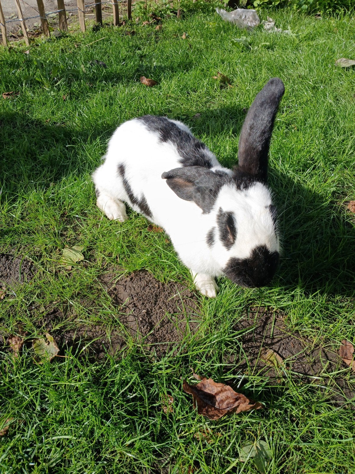 lotharing voedster, Dieren en Toebehoren, Vrouwelijk, Groot, 0 tot 2 jaar