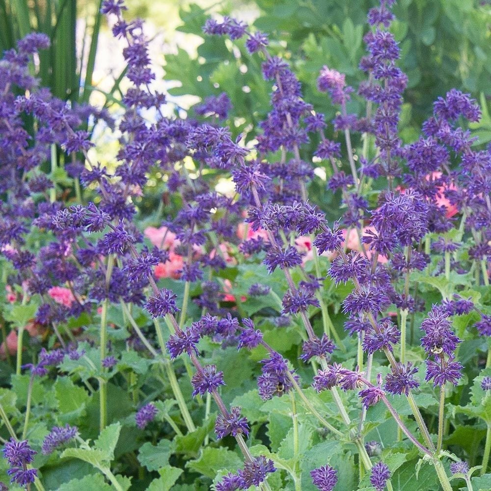 Kranssalie ‘Purple Rain’ - Zaden uit eigen gifvrije tuin, Ophalen of Verzenden, Najaar, Volle zon, Zaad