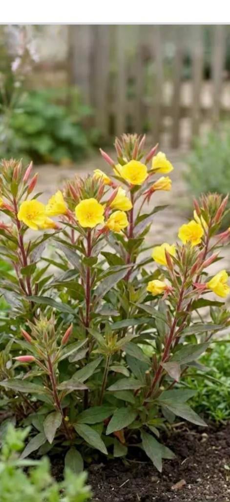 Teunisbloem, Tuin en Terras, Planten | Tuinplanten, Ophalen, Overige soorten, Volle zon