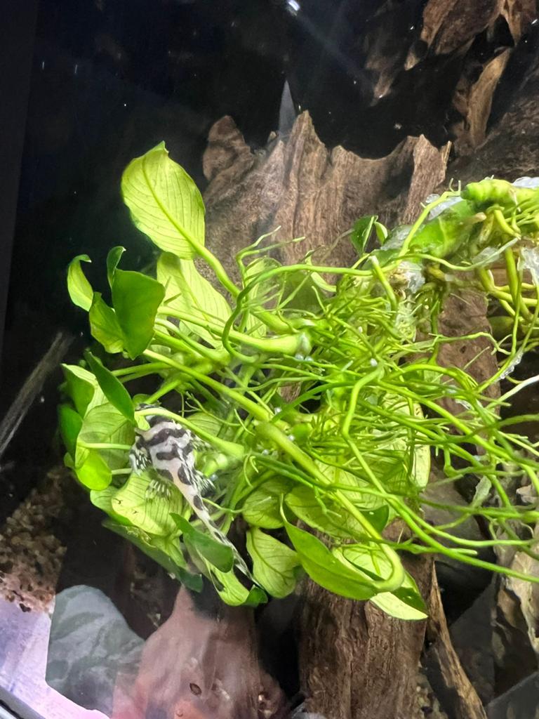 L236 Super white, Dieren en Toebehoren, Vissen | Aquariumvissen, Vis