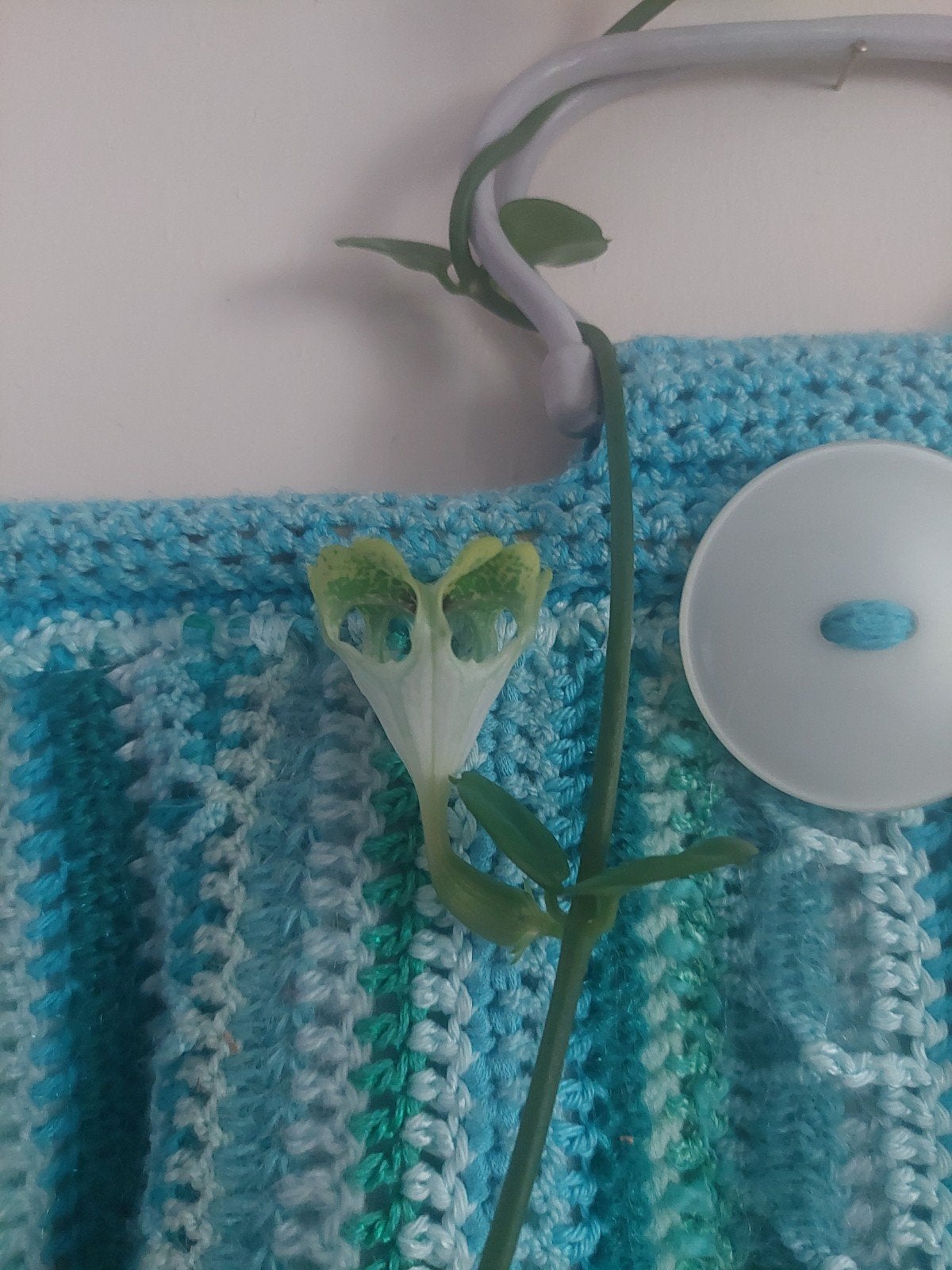 Stekje Ceropegia sandersonii - Parachuteplant, Huis en Inrichting, Ophalen of Verzenden