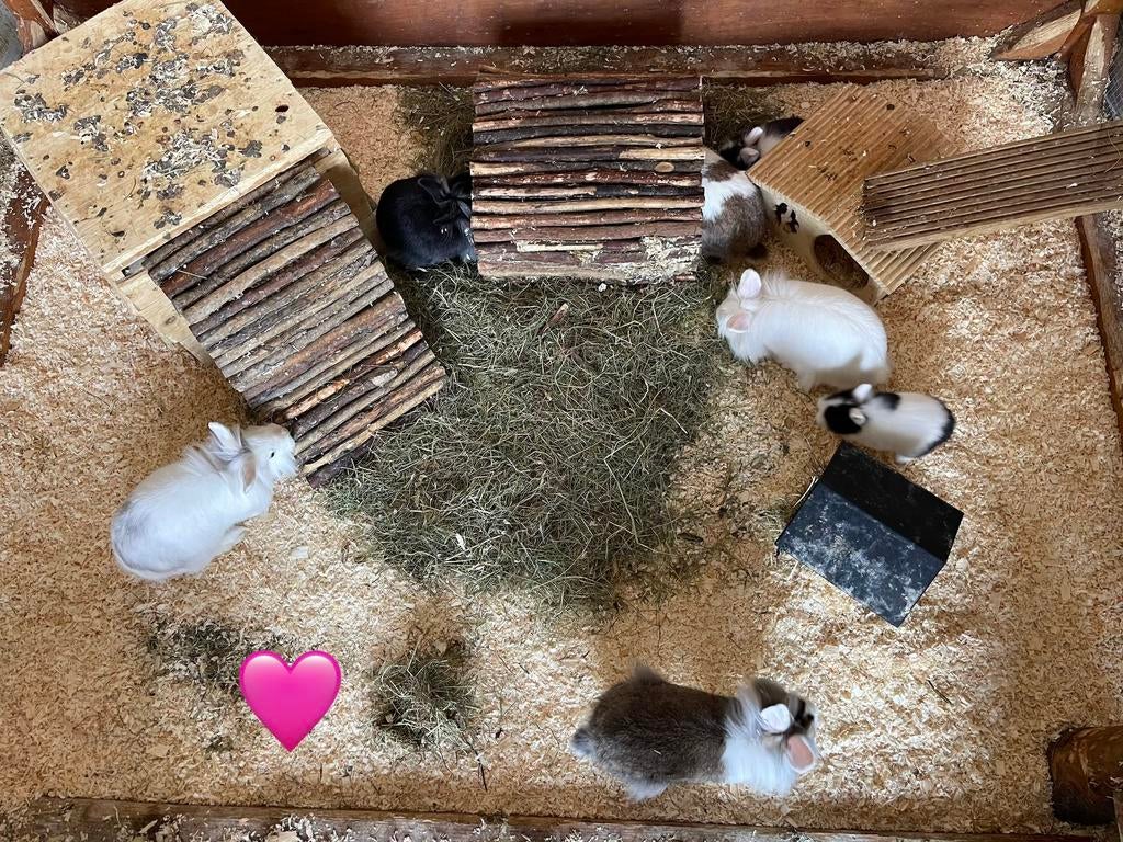 Hangoor/ leeuwenkop Konijntjes, Meerdere dieren, Dwerg, Hangoor