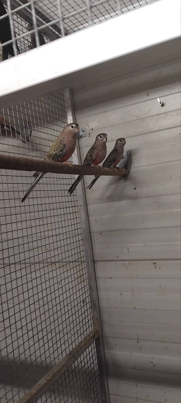 bourke parkieten, Meerdere dieren, Parkiet, Geringd