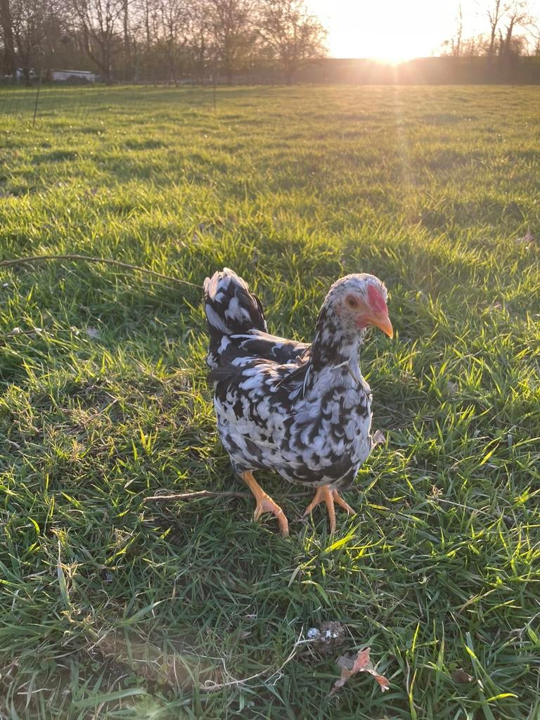 Mooie zwart wit geparelde Wyandottes, Dieren en Toebehoren, Pluimvee, Meerdere dieren, Kip