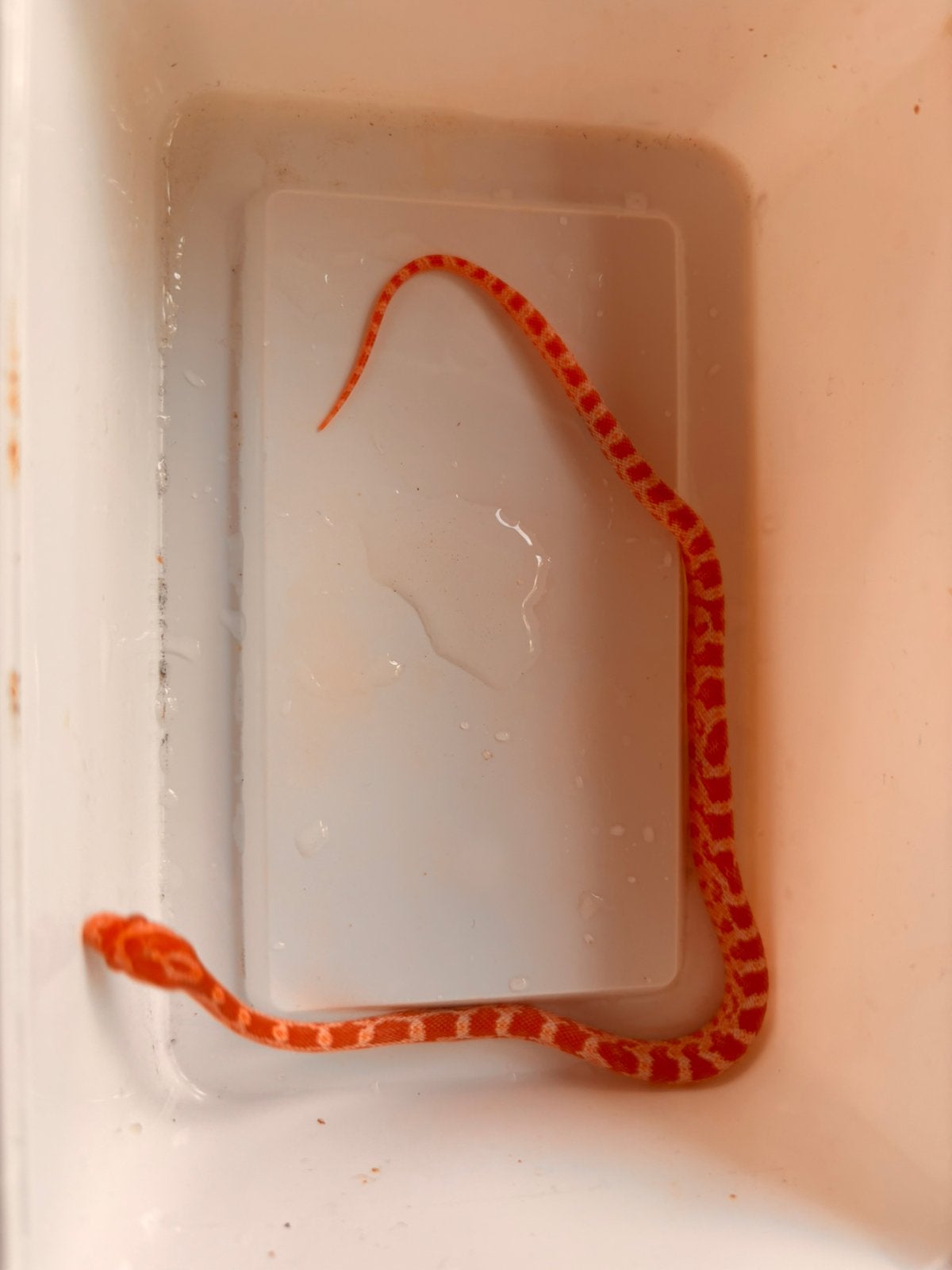 Baby rattenslangen te koop Rat Snake - unknown for sale from Amber