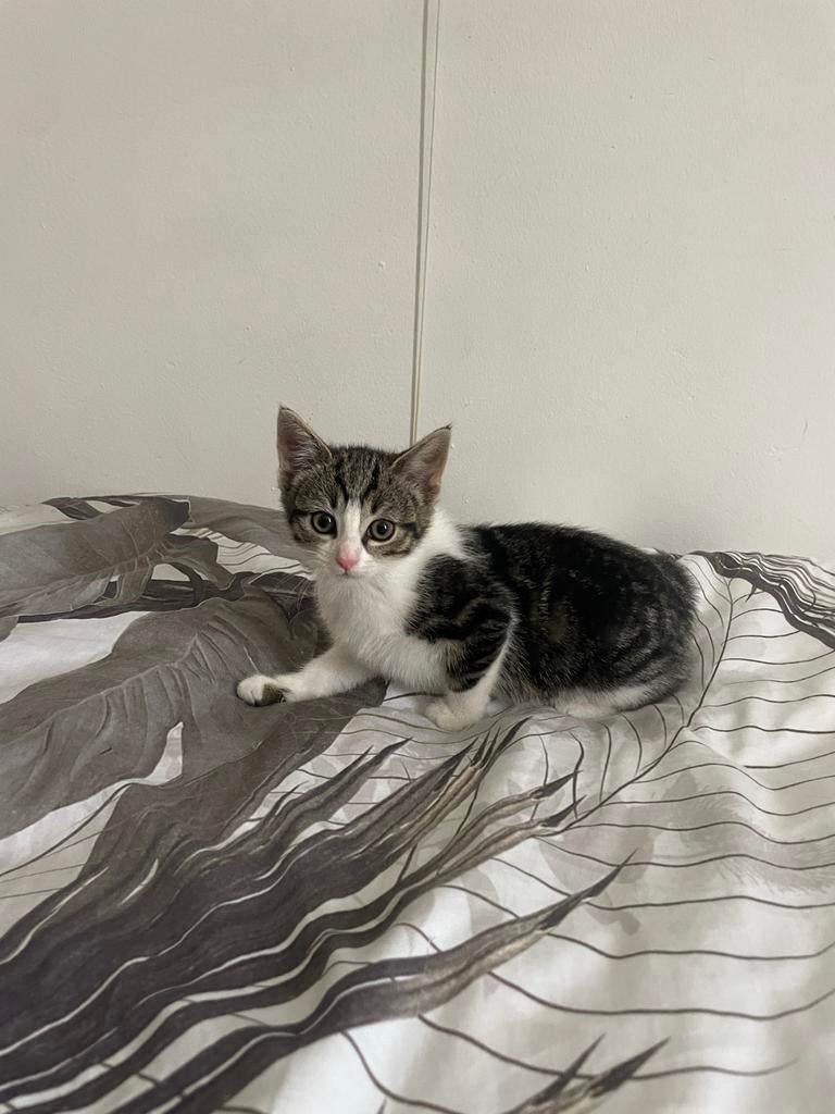 Kittens 8 weken gratis meenemen