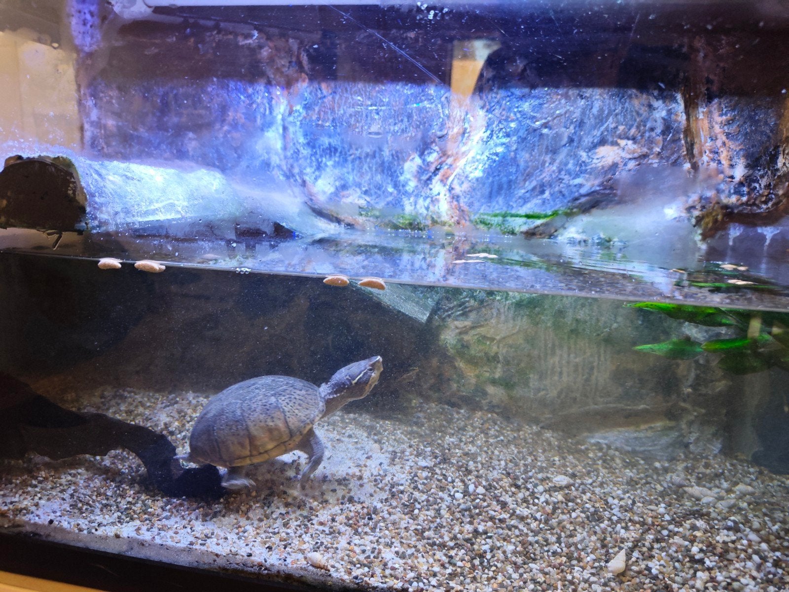Muskusschildpadden, Dieren en Toebehoren, Schildpad, Met terrarium, 3 tot 6 jaar