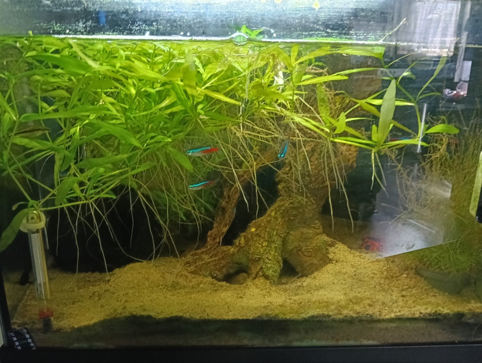 Aquarium met vis, Dieren en Toebehoren, Ophalen, Overige typen, Superfish