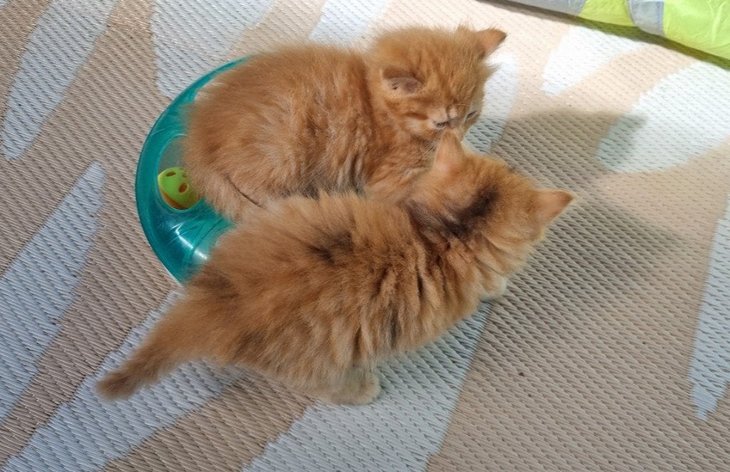 3 Prachtige langharige kittens, Dieren en Toebehoren, Katten en Kittens | Overige Katten, Meerdere dieren, Langharig, 0 tot 2 jaar