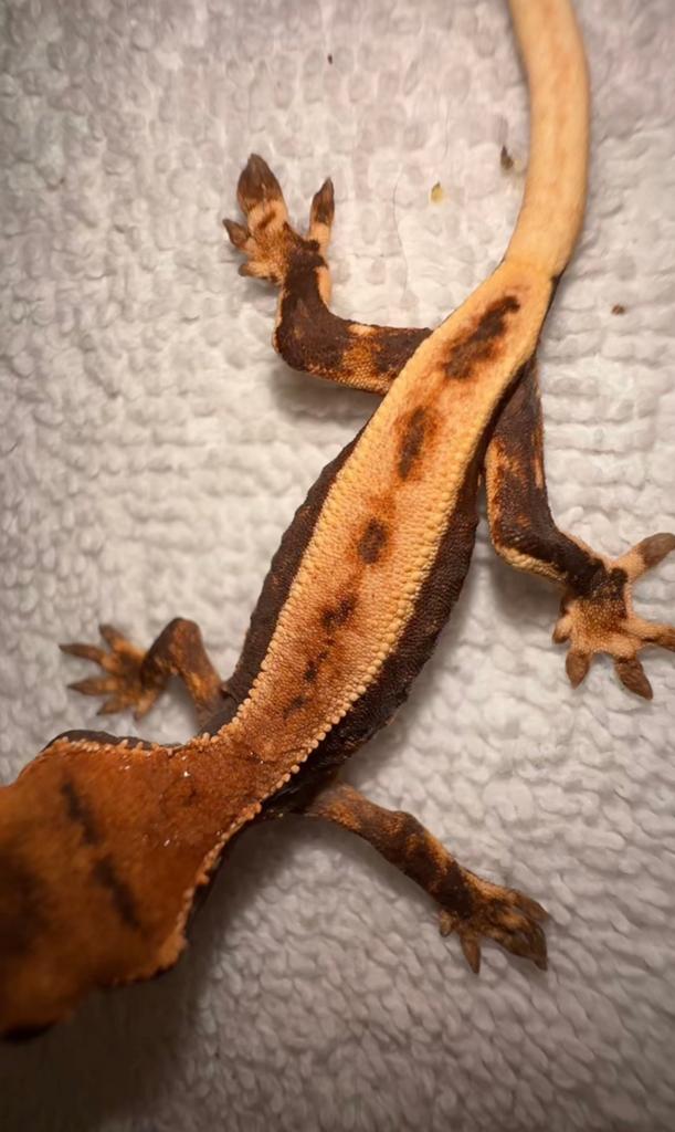 Wimpergekko baby ( lilly white Crested Gecko - unknown for sale from CrestieDragons