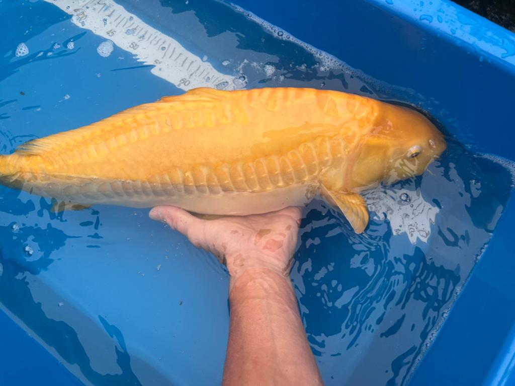 6 Koikarpers te koop, Karper of Koi
