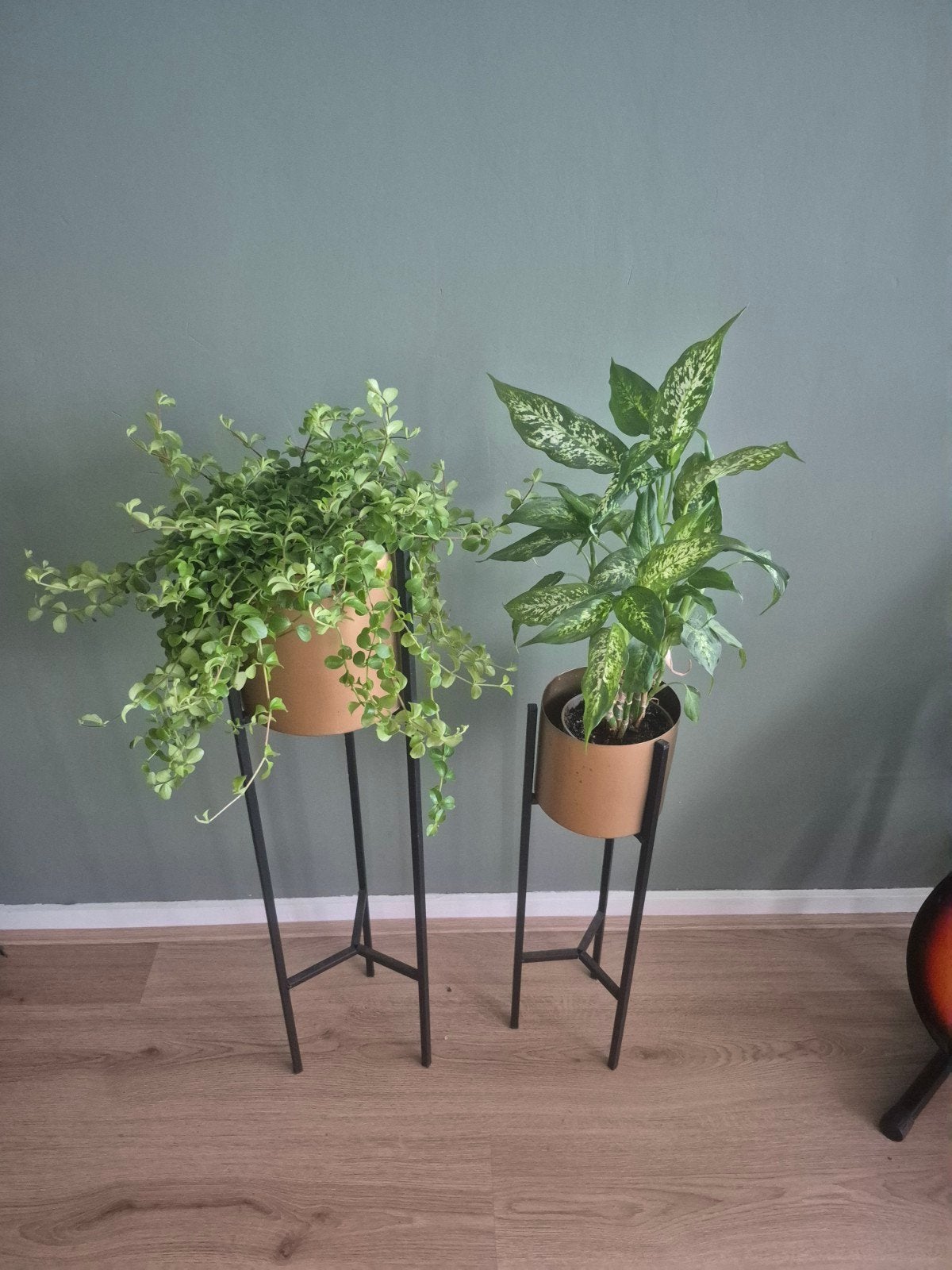 VTWonen plantenstandaards, Ophalen