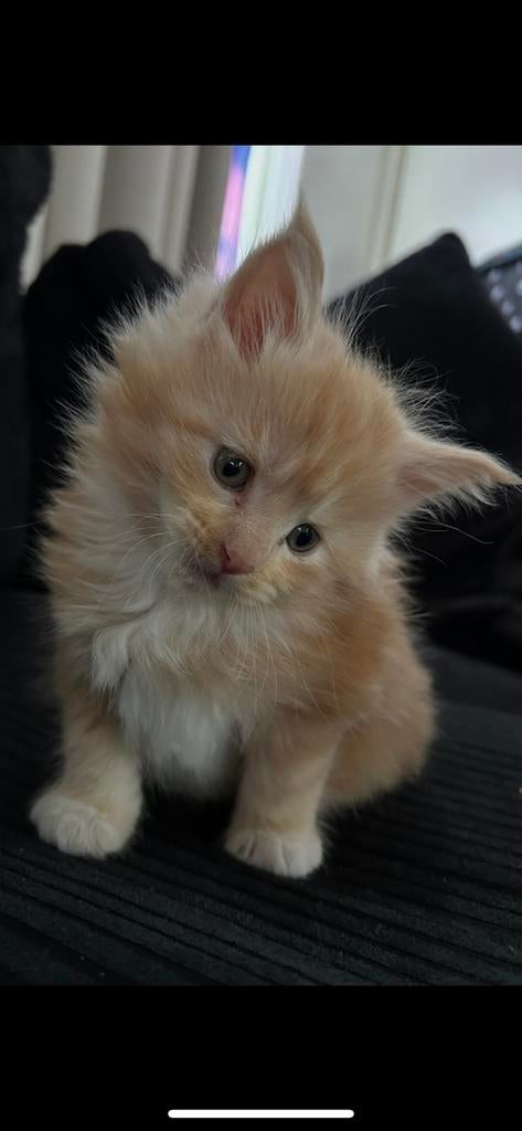 Maine coon  meisje, Dieren en Toebehoren, Katten en Kittens | Overige Katten, Poes