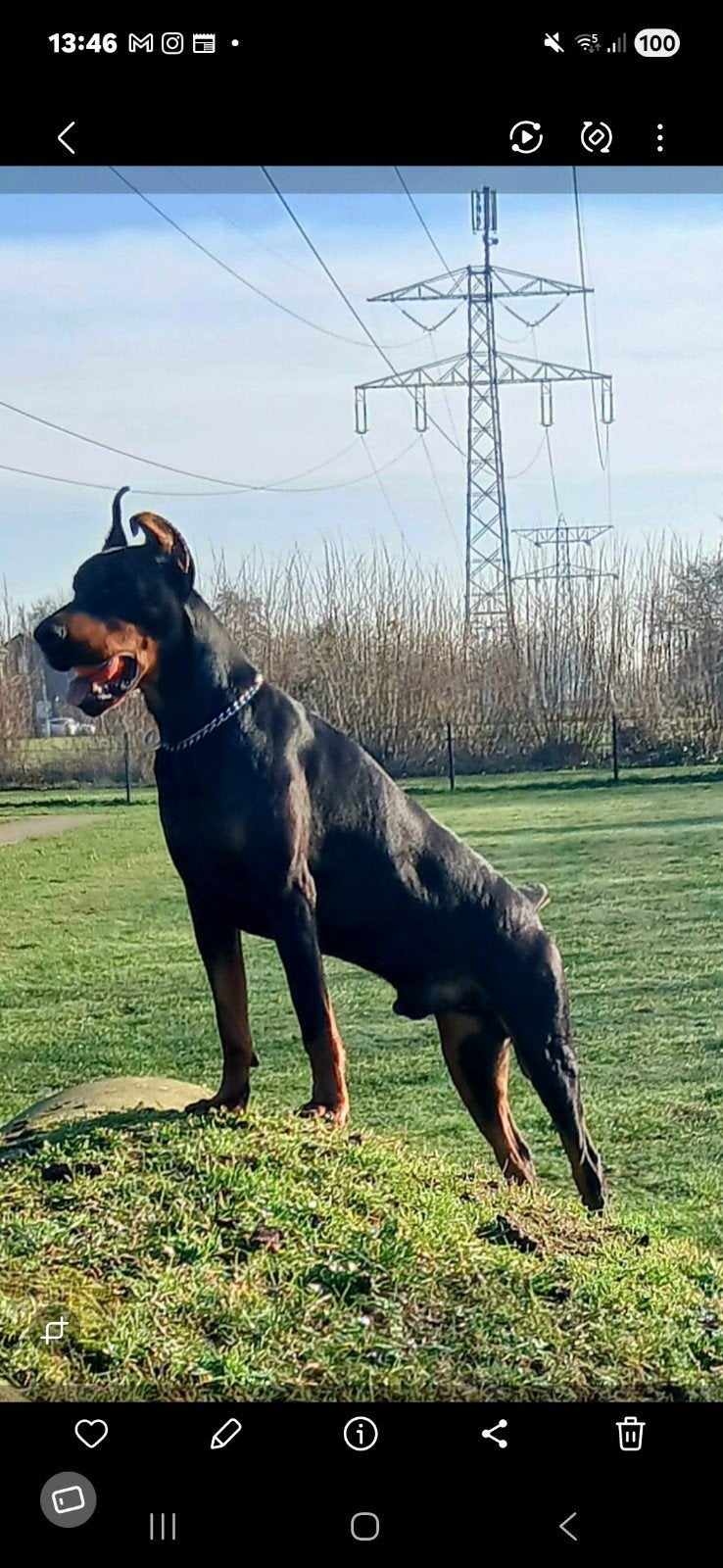 dobermann gezocht, Dieren en Toebehoren, 1 tot 2 jaar, Geslacht onbekend, Eén hond, Nederland