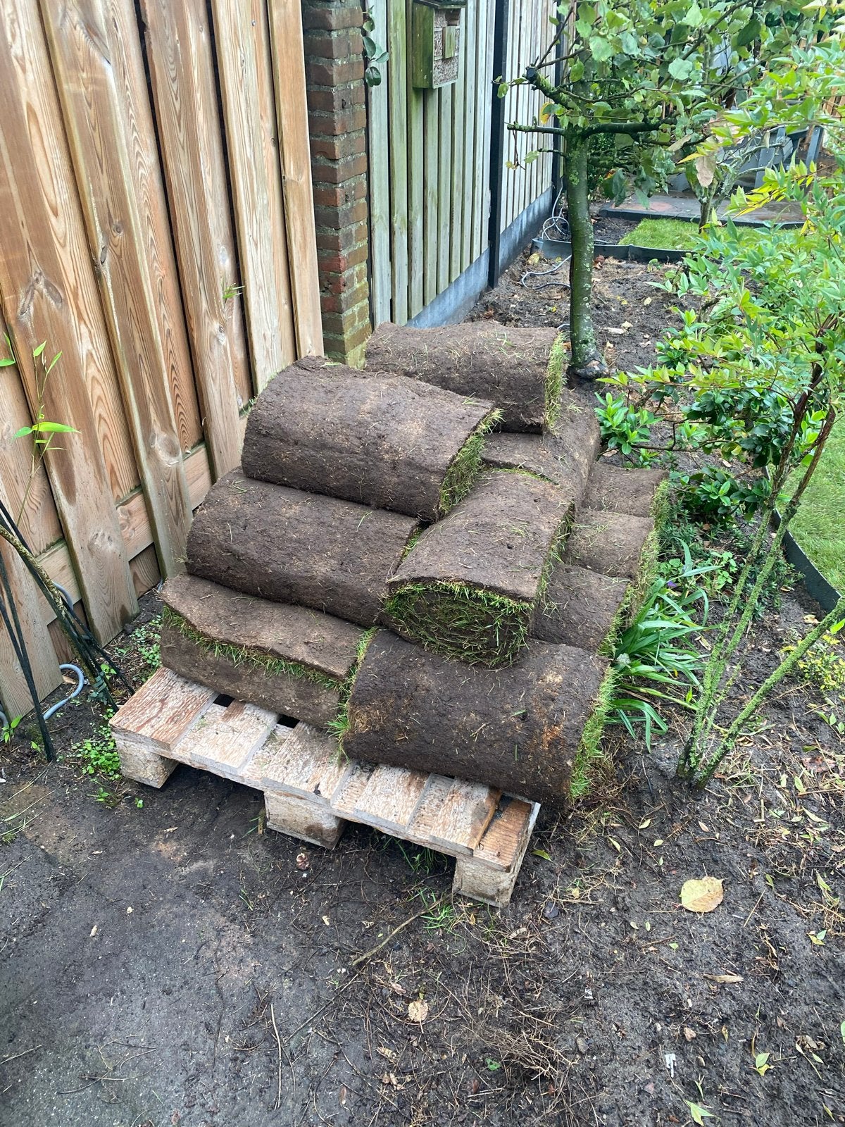 Verse graszoden voor een groen gazon, Ophalen, Nieuw, 10 tot 20 m², Gras