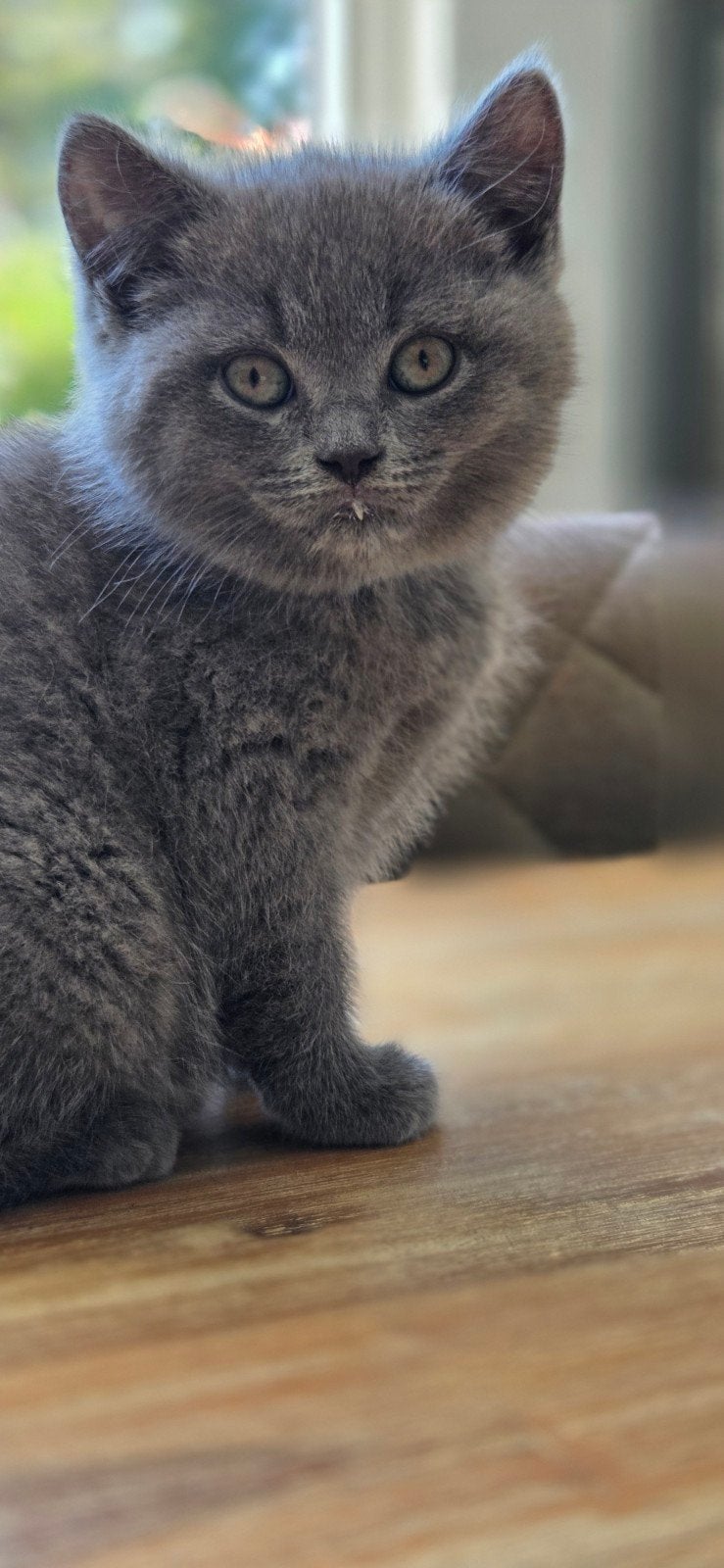 Lieve blauwe britse korthaar kittens!!, Meerdere dieren, Ontwormd