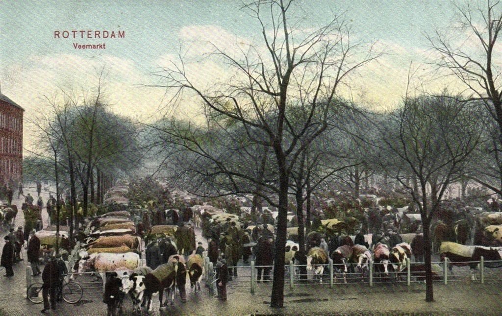 Rotterdam, Veemarkt - koeien volk - 1906 - ongelopen, Verzamelen, Verzenden, Voor 1920, Ongelopen, Zuid-Holland