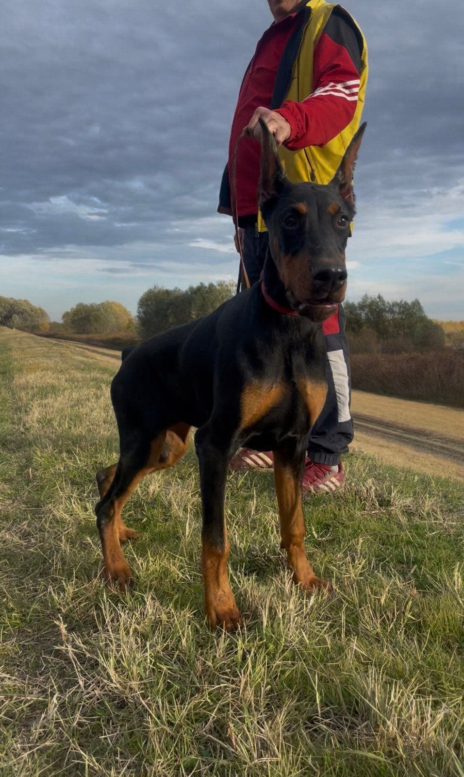 Doberman-teef, Dieren en Toebehoren, Honden | Bulldogs, Pinschers en Molossers, 15 weken tot 1 jaar, Overige rassen, Buitenland
