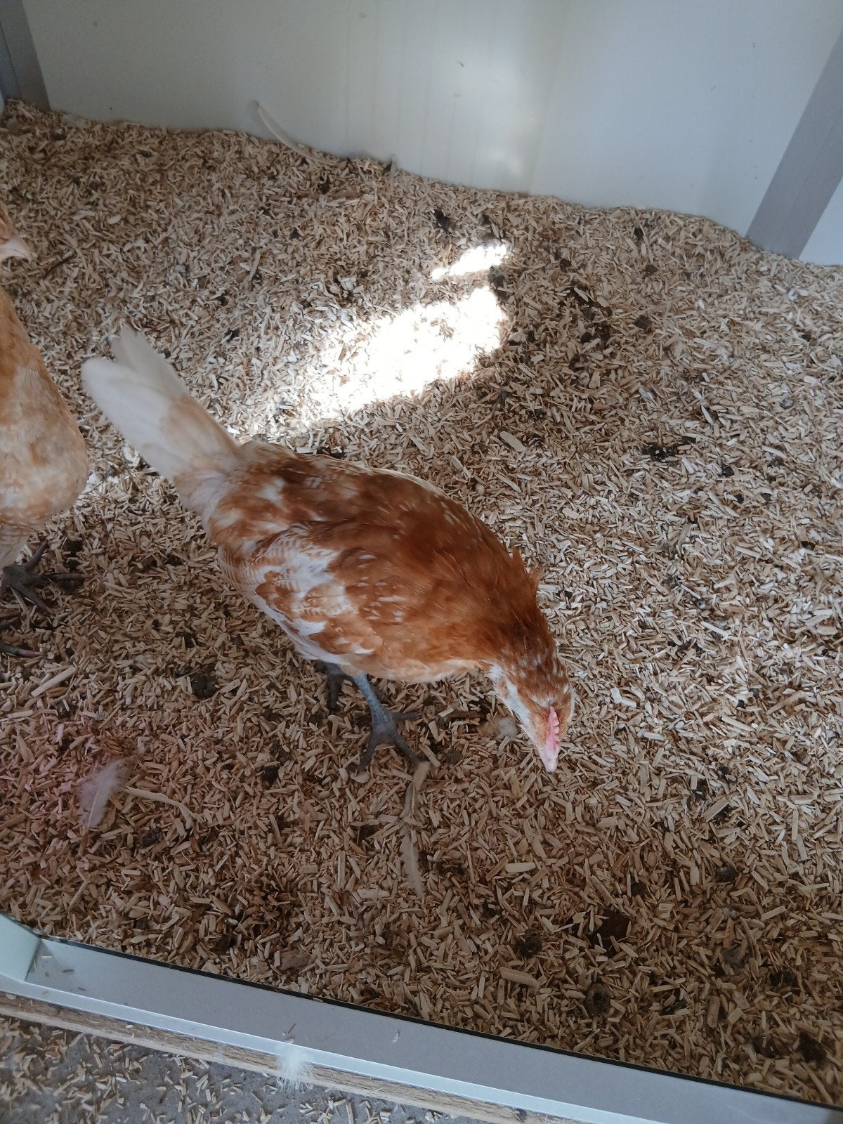 Twee jonge hanen Friese Hoen Geelwitpel van begin au, Mannelijk, Kip